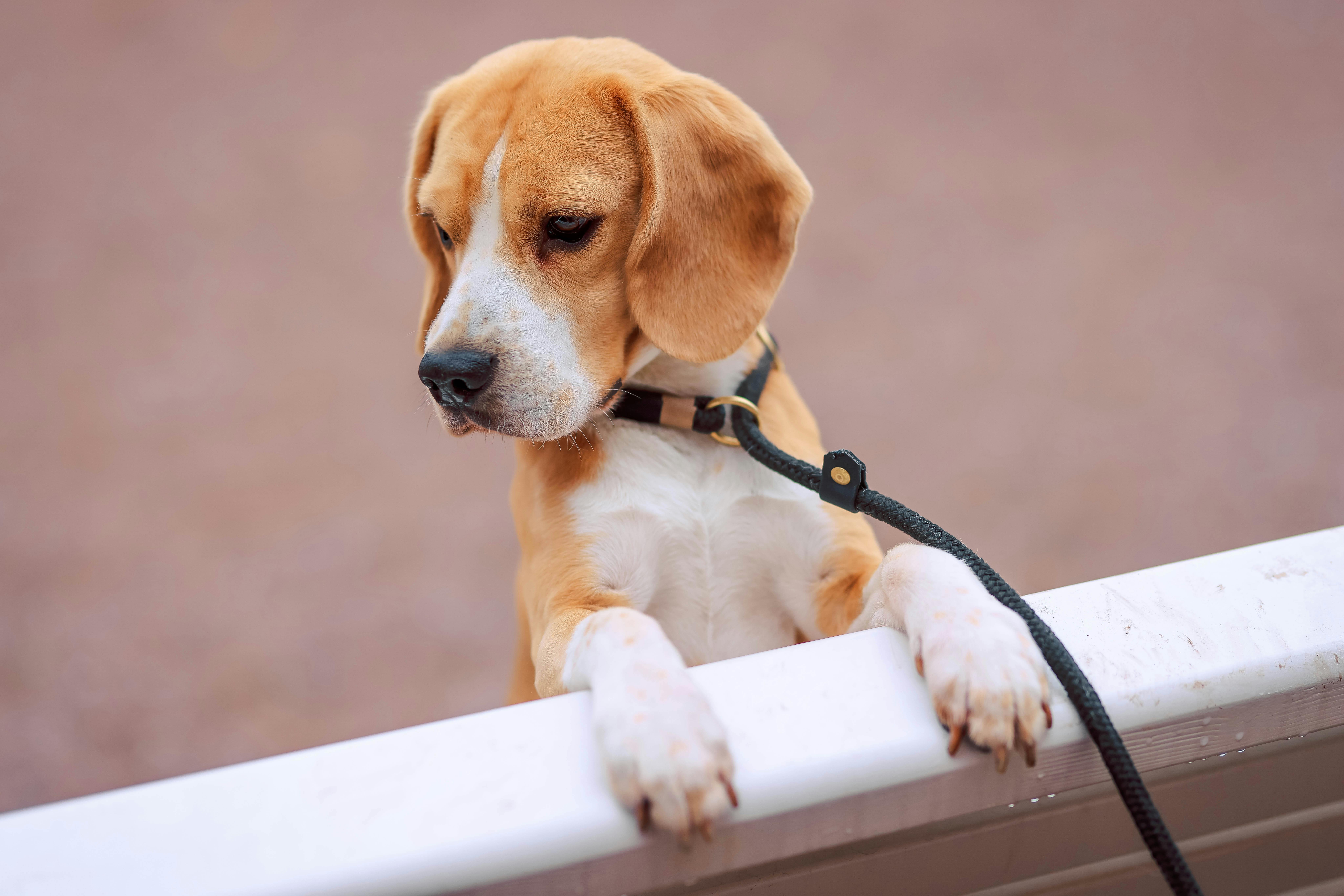 Beagle | Lemon & White | Puppy
