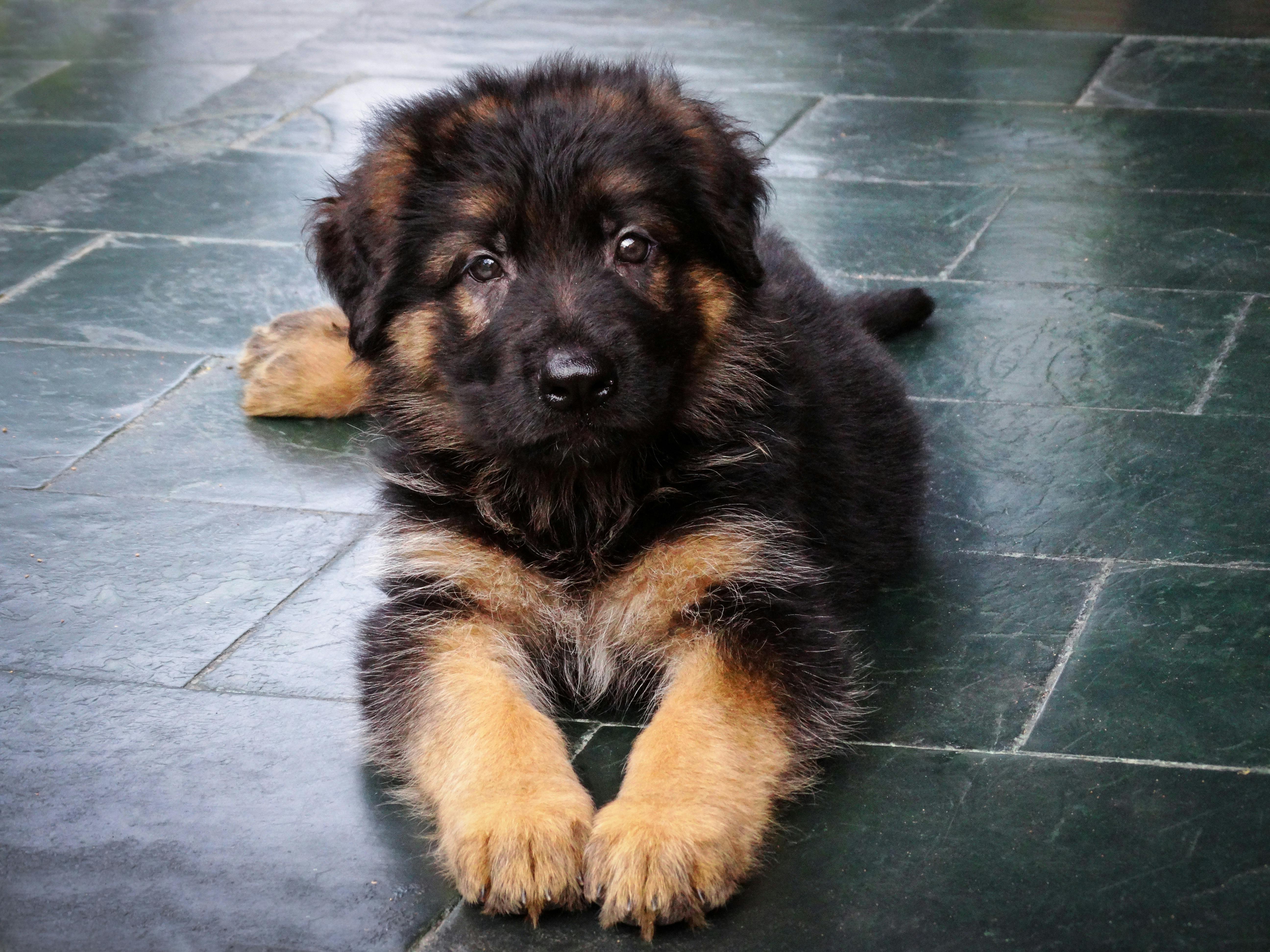 German Shepherd Puppy