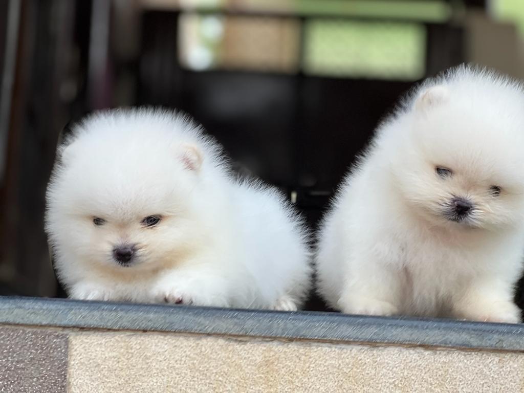Orignal Toy Pom Puppy