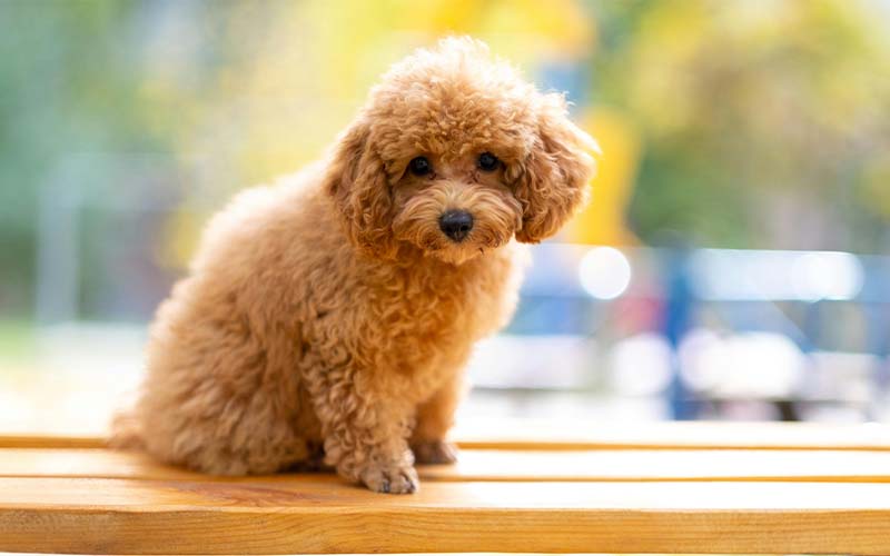 Toy Poodle Puppy