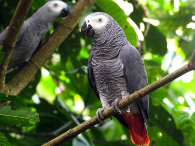 African Grey Parrot