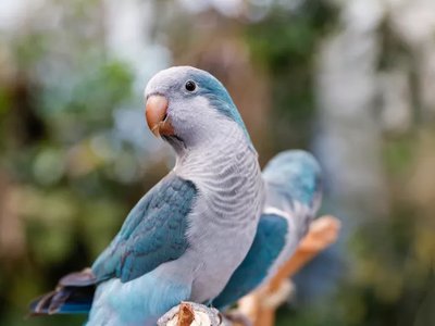 Blue Monk | Blue Quaker Parrot