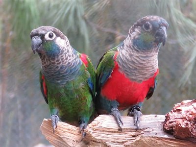 Crimson Bellied Conure