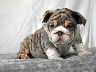 English Bull Dog Puppy