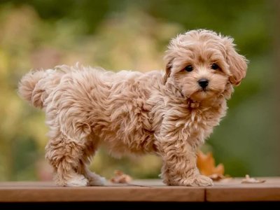 Maltipoo Puppy
