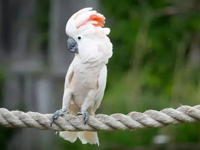 Moluccan Cockatoo