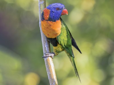 Red Collared Lorikeet