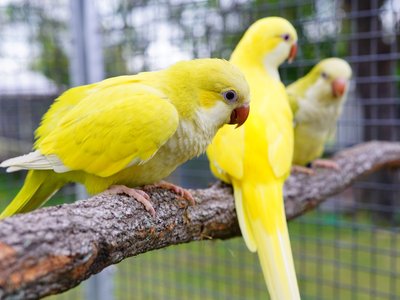 Yellow Monk | Lutino Quaker Parrot